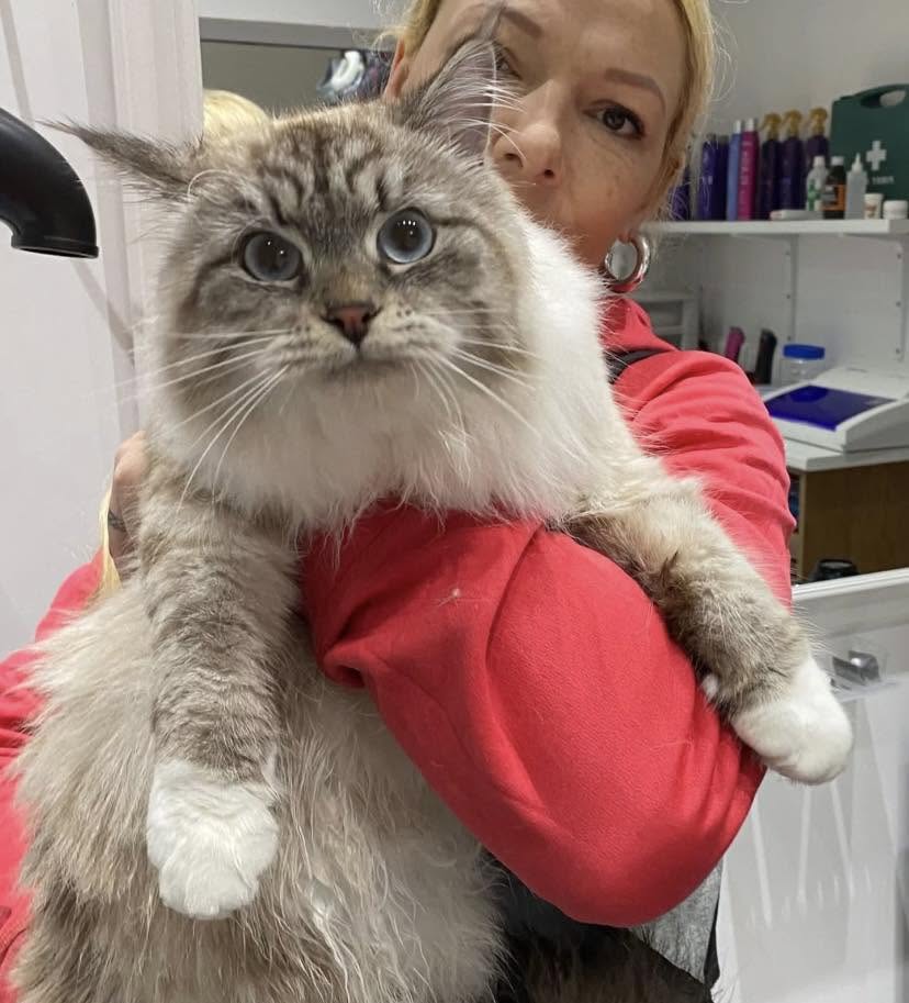 Groomed pet client 2