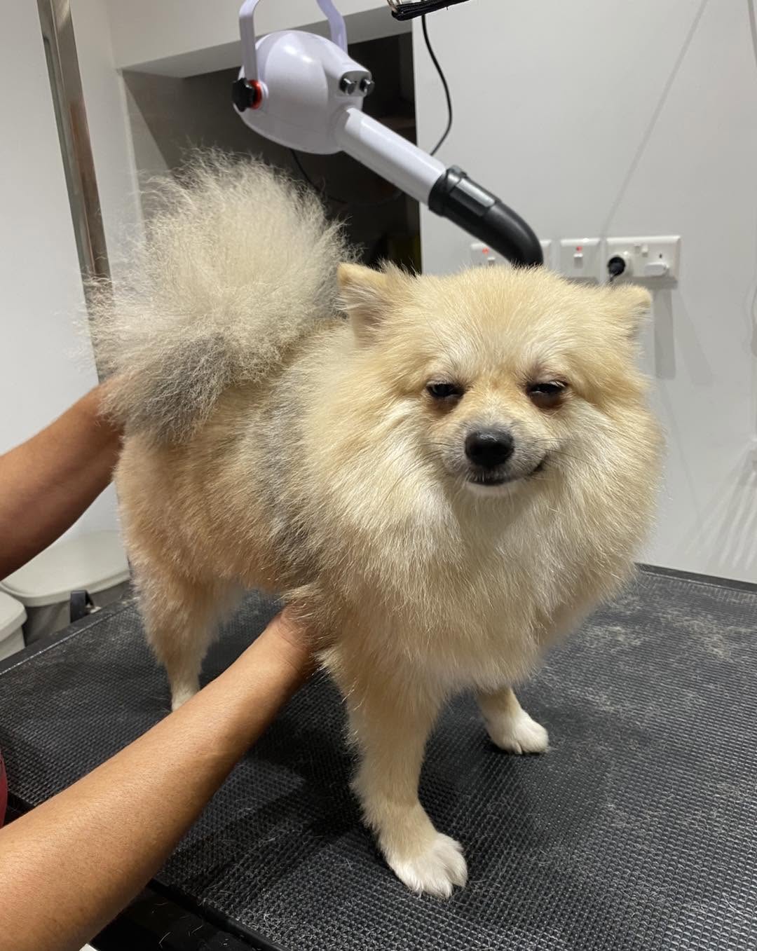 Groomed pet client 3
