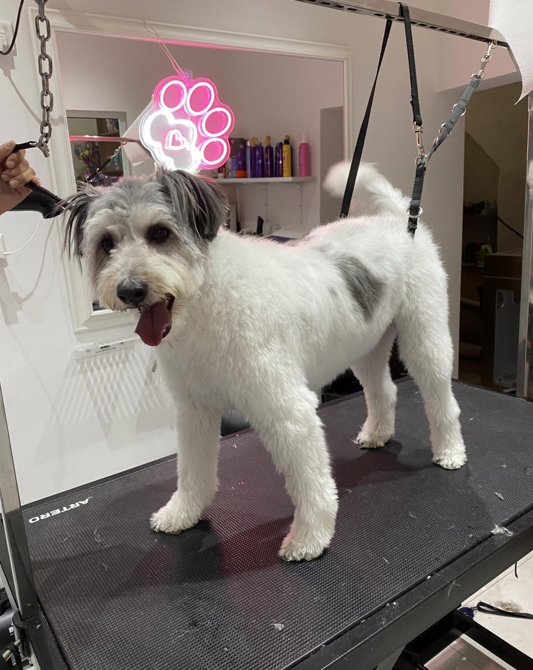 Groomed pet client 4