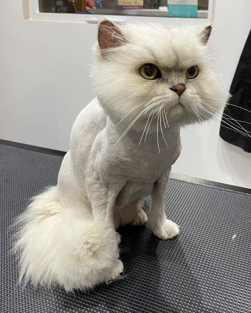 Groomed pet client 6
