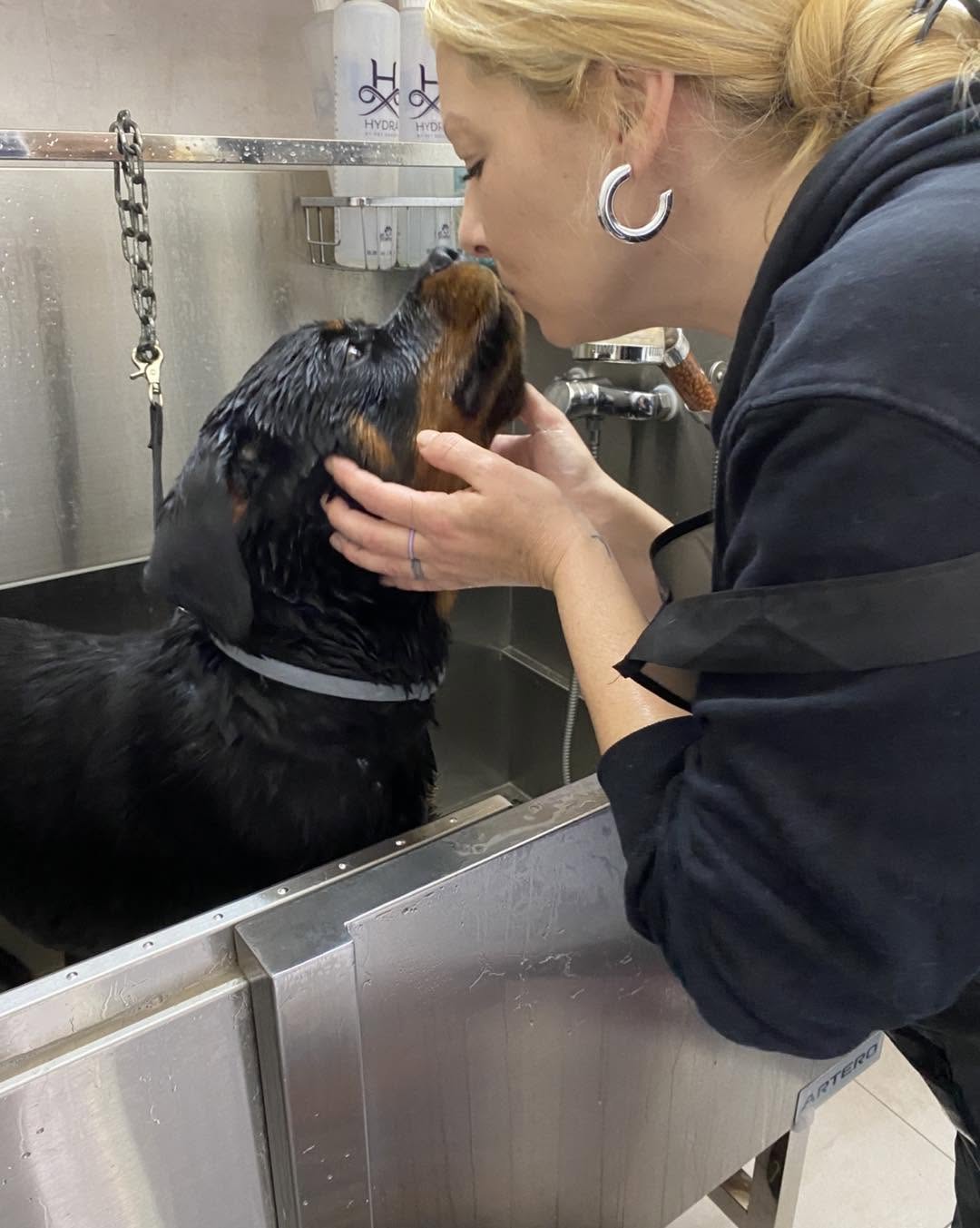 Groomed pet client 7