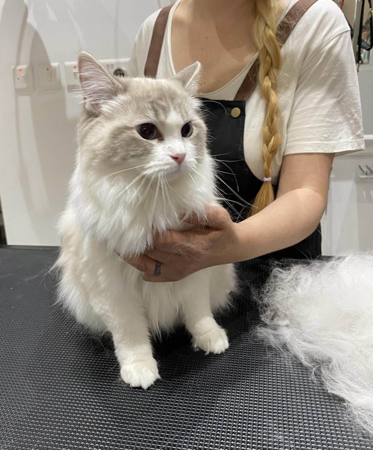Groomed pet client 8